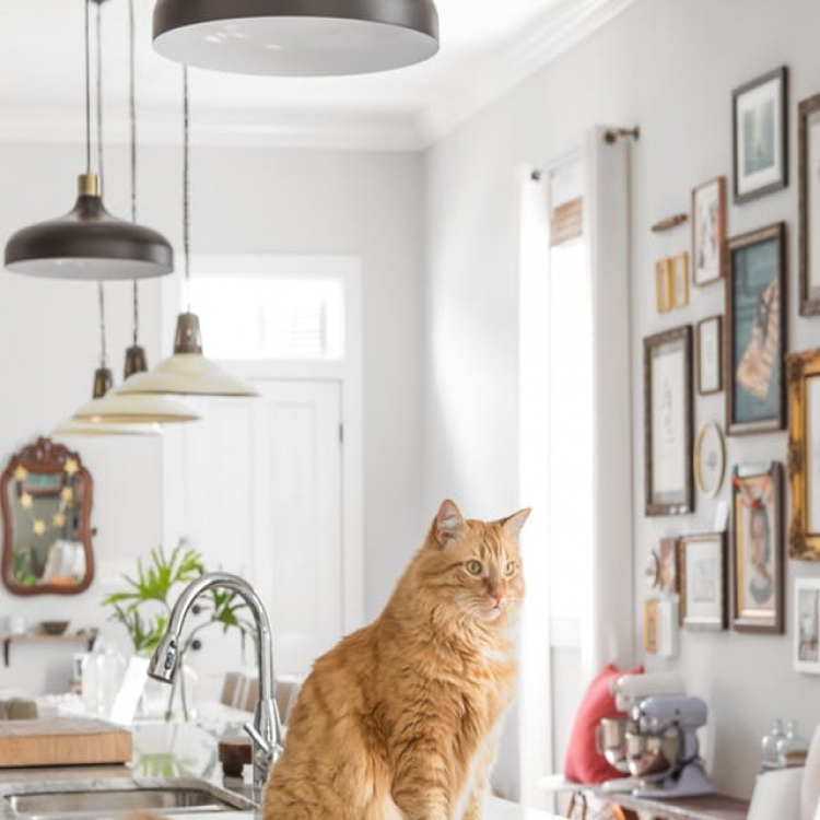 Простые способы держать кошек подальше от кухонного стола и столешниц