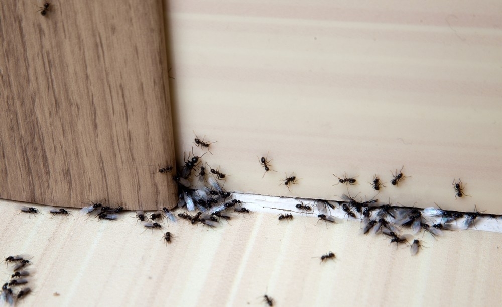 Все что вам нужно знать, чтобы избавиться от муравьев в доме