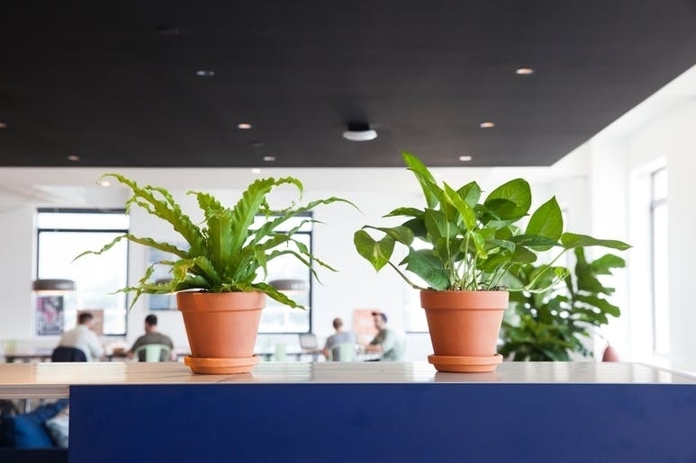 Самые лучшие растения для офиса