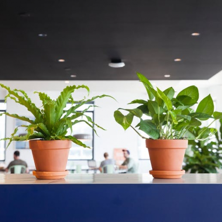 Самые лучшие растения для офиса
