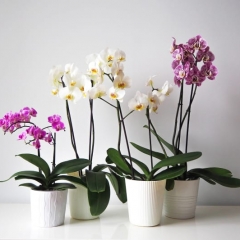 Как сохранить в живых орхидею и увеличить период ее цветения: советы от пользователей Instagram