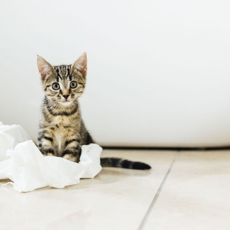 Как избавиться от запаха кошачьего туалета