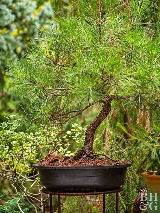 Деревья бонсай являются новейшей тенденцией для начинающих садоводов