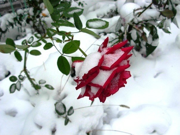 Какие растения нужно «утеплить» на зиму?