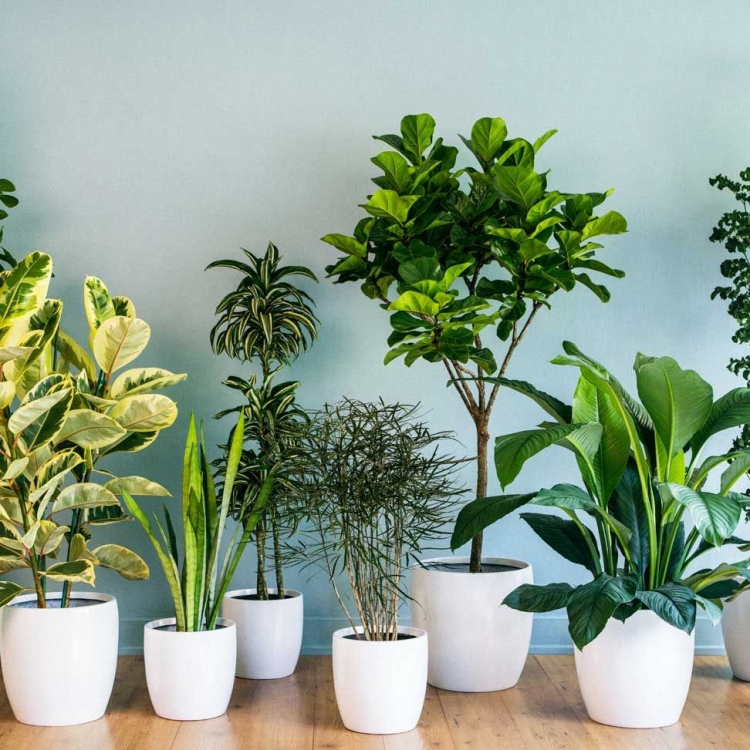 8 комнатных растения для снятия стресса и очищения воздуха по мнению NASA