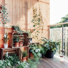 Контейнерный сад: озеленение в съемном жилье