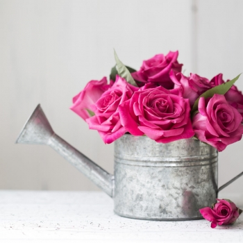 Как поливать розы в горшке: выращиваем декоративные розочки дома