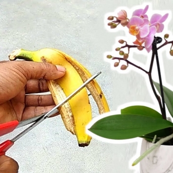 Как сделать простое, натуральное и эффективное удобрение из банановой кожуры