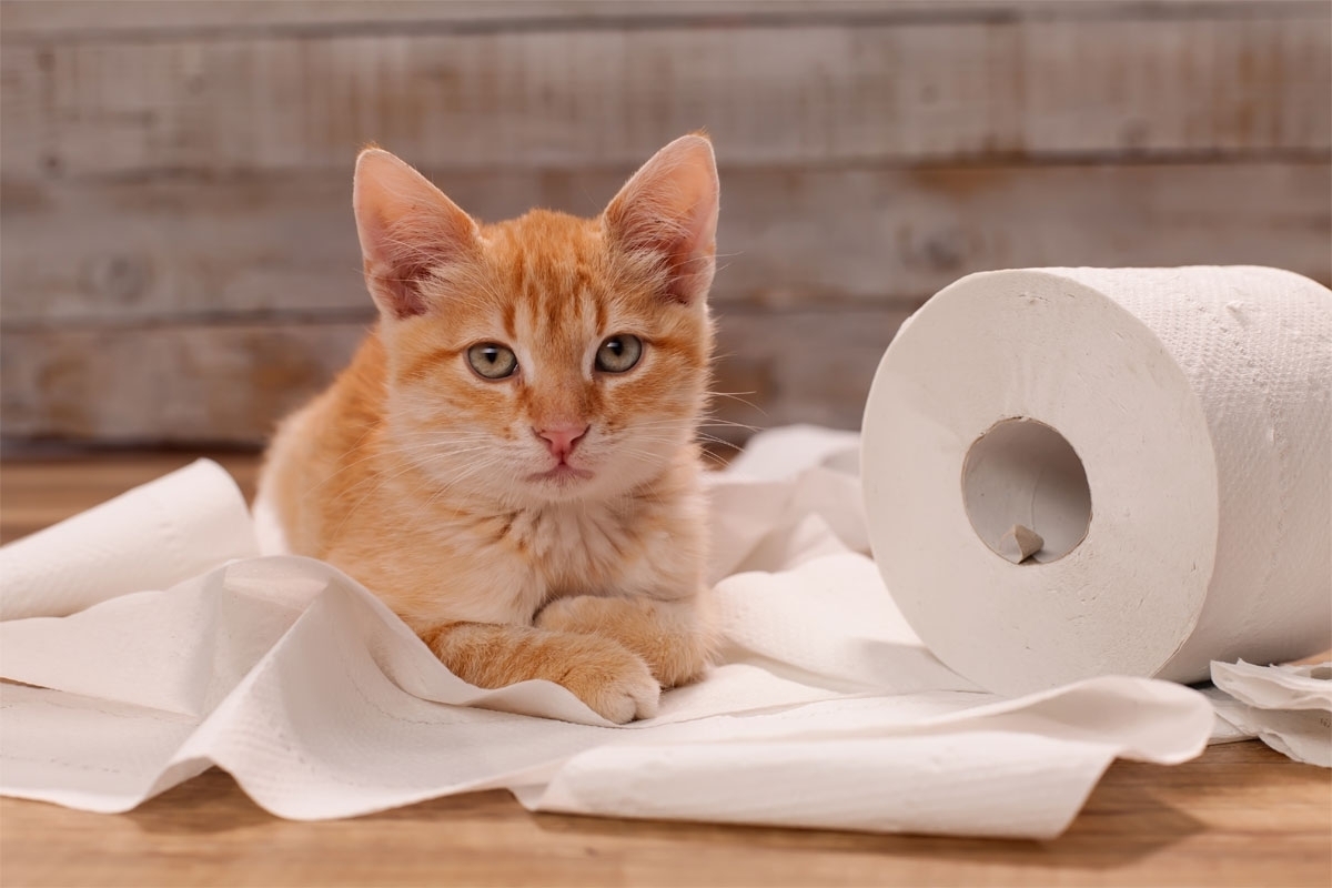 Как избавиться от запаха кошачьего туалета: поддерживаем чистоту с питомцами в доме