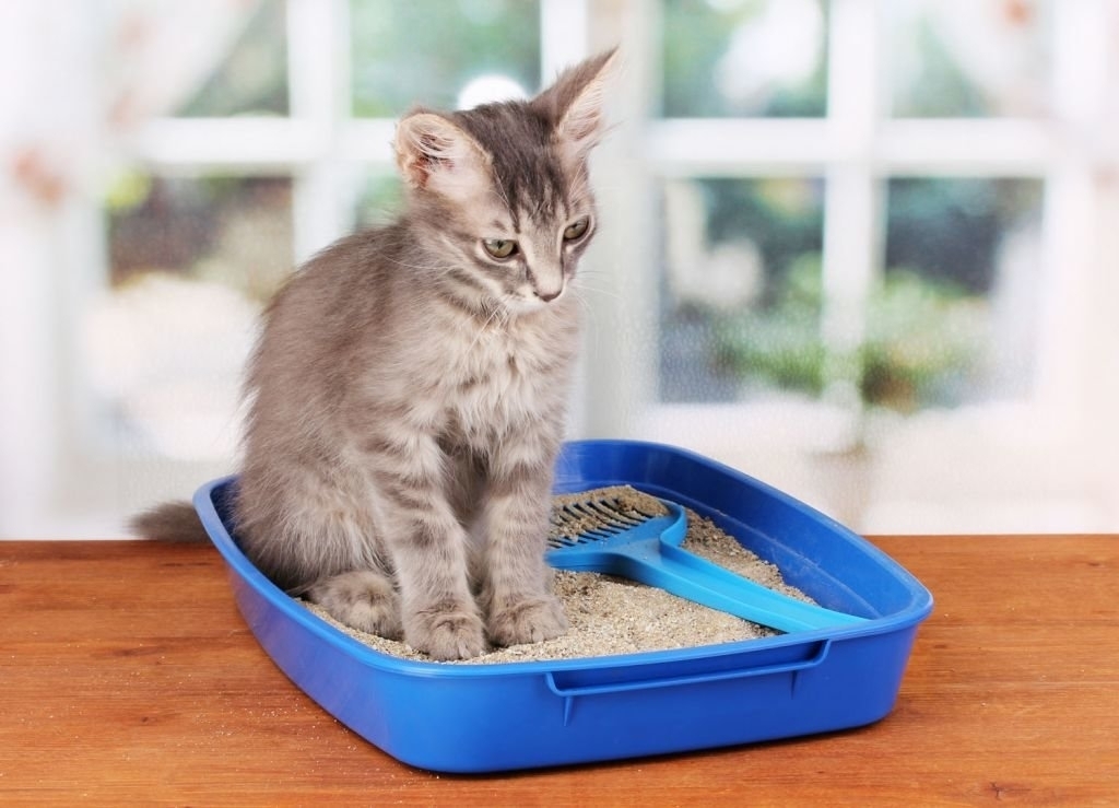 Как избавиться от запаха кошачьего туалета: поддерживаем чистоту с питомцами в доме