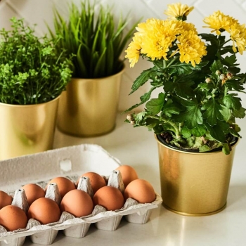 Вам не следует выливать воду, после того как вы сварили яйца вкрутую. Сохраните ее для ваших растений