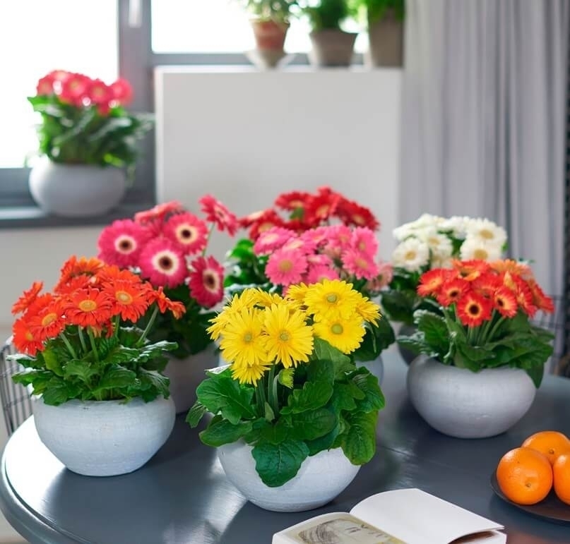 Лучшие цветы для дома: список самых практичных и лучших растений