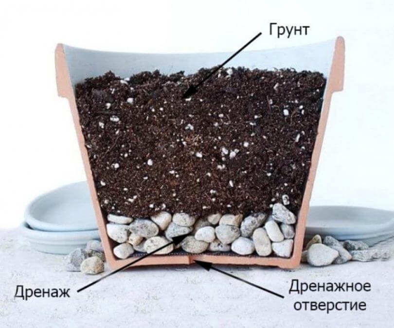 Пересадка комнатных растений: как правильно пересадить, другие полезные мелочи