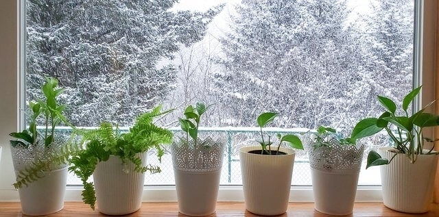 Полезные хитрости, которые сохранят жизнь вашим комнатным растениям этой зимой