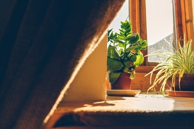 Полезные хитрости, которые сохранят жизнь вашим комнатным растениям этой зимой