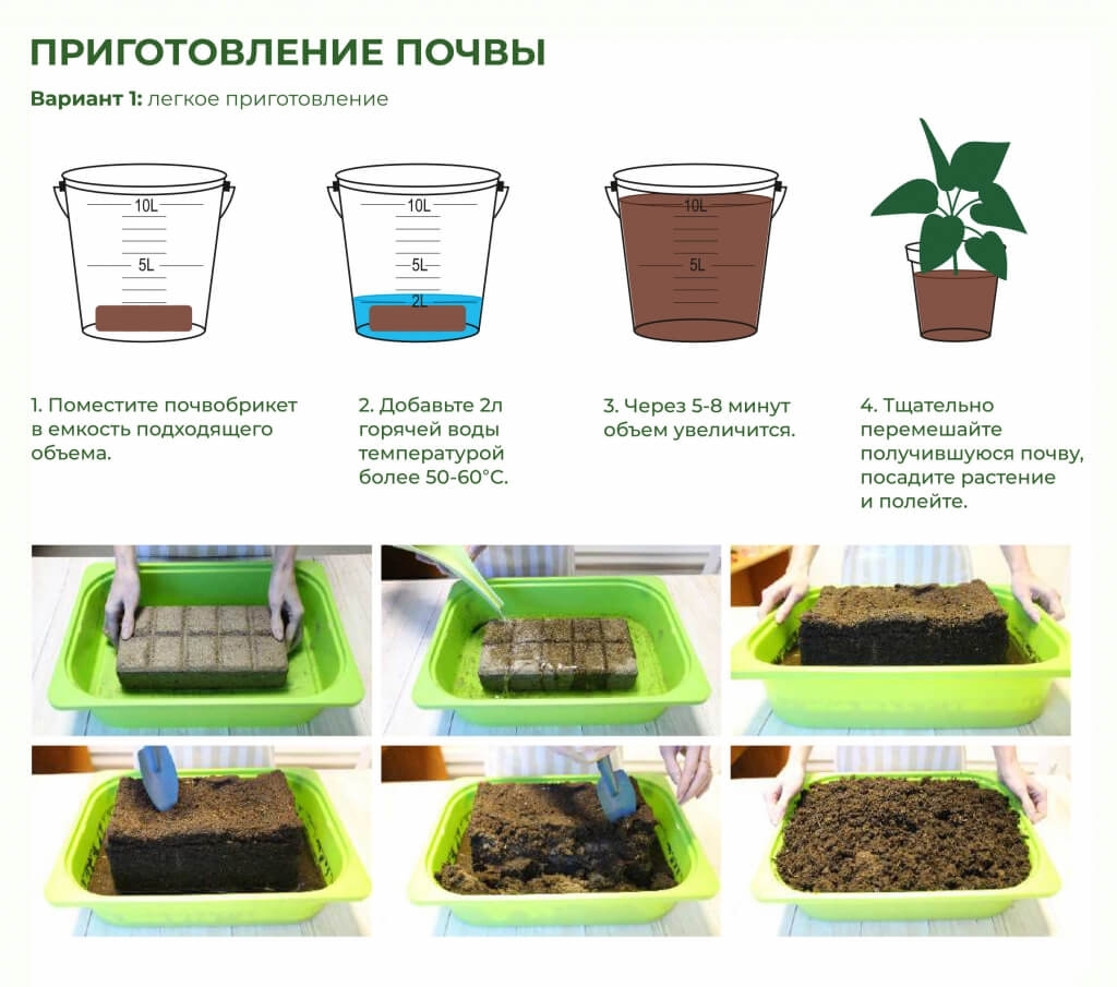 Шпаргалки для выращивания рассады: выбор контейнера, питание и другие полезные детали