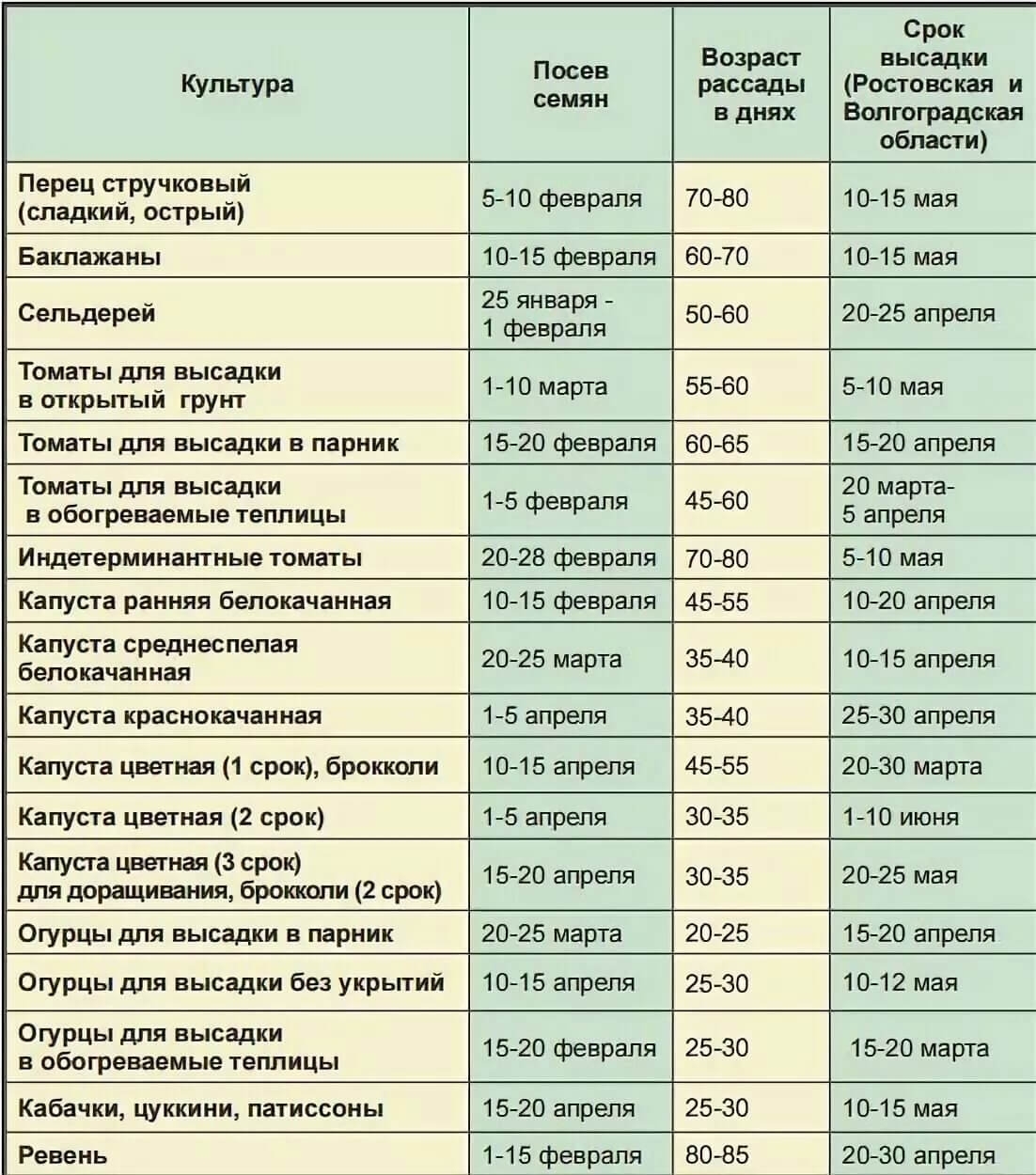 Шпаргалки для выращивания рассады: выбор контейнера, питание и другие полезные детали