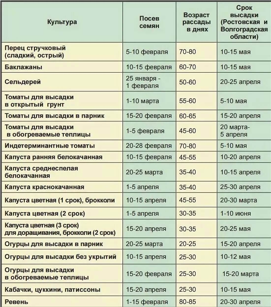 Шпаргалки для выращивания рассады: выбор контейнера, питание и другие полезные детали