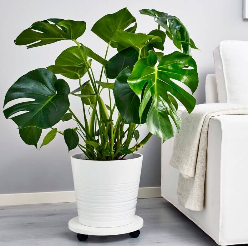 Лучшие растения для квартиры: подробная информация и полезности для комнатных ростков