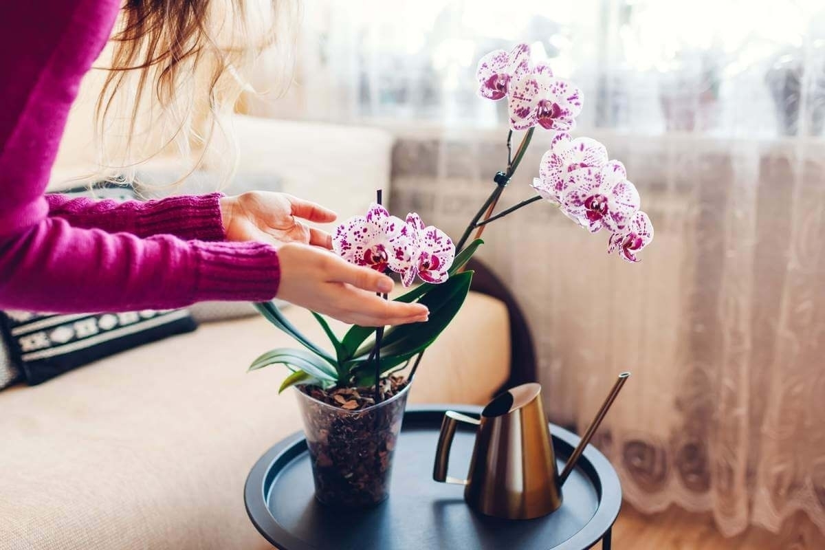 Полив орхидей: идеальные методы ухода за комнатным цветком