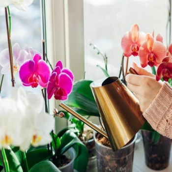 Полив орхидей: идеальные методы ухода за комнатным цветком