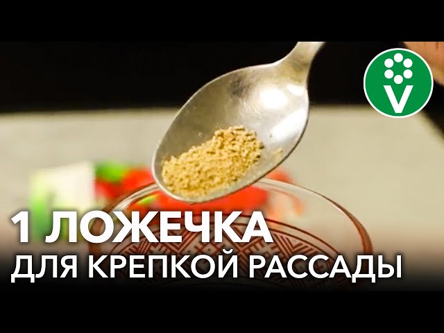 Как увеличить урожай и ускорить рост рассады без удобрений?