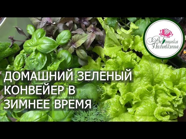 Зеленый конвейер в зимнее время