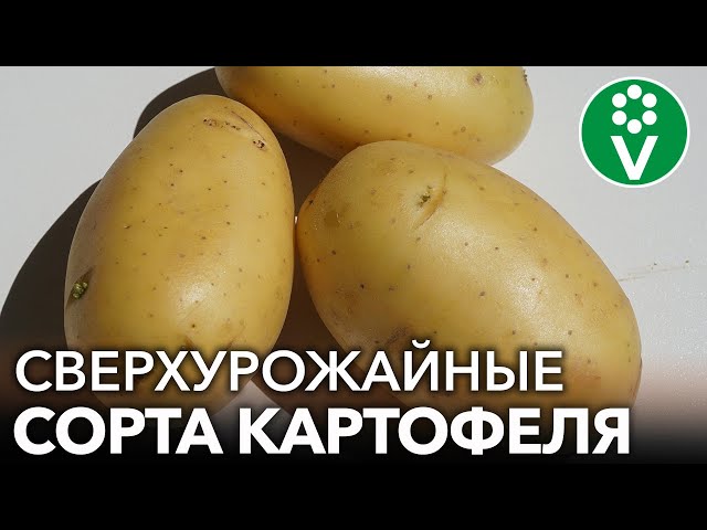 Три сорта картофеля, которые поразили меня - суперурожайные и вкусные!