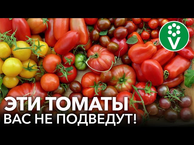 7 сортов томатов, от которых я никогда не откажусь