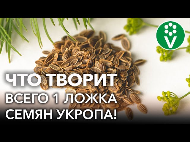 Всего одна ложка семян укропа и организм как новенький