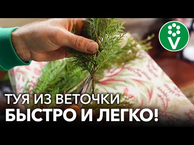 Как вырастить тую из веточки