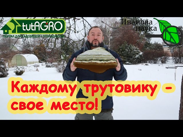 Трутовики в саду и огороде, что делать с трутовиками