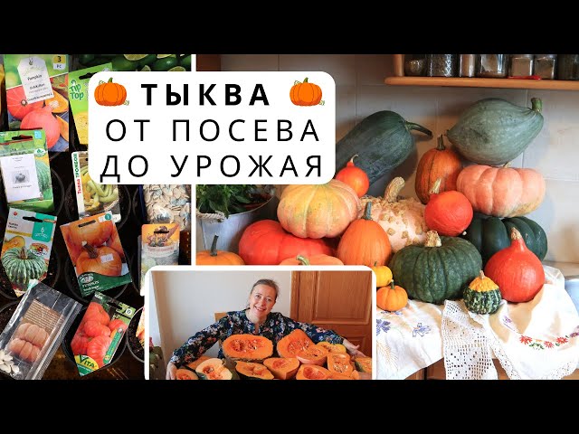 Тыква от посева до сбора урожая