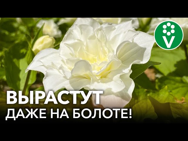 20 шикарных цветов для сырых и влажных мест в вашем саду!