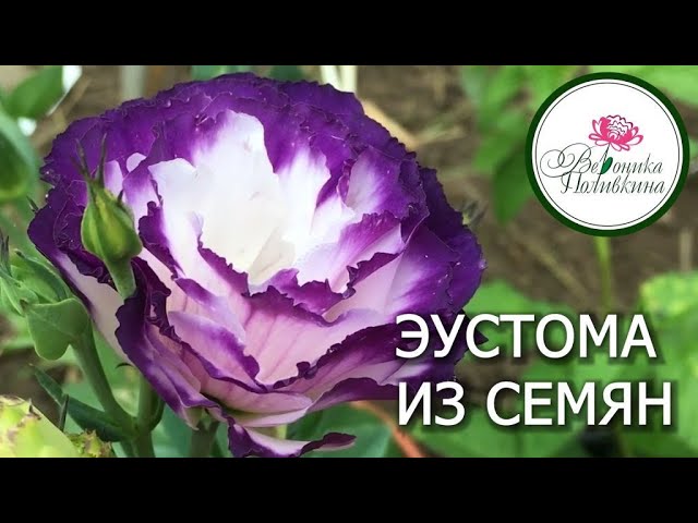 Как вырастить эустому из семян