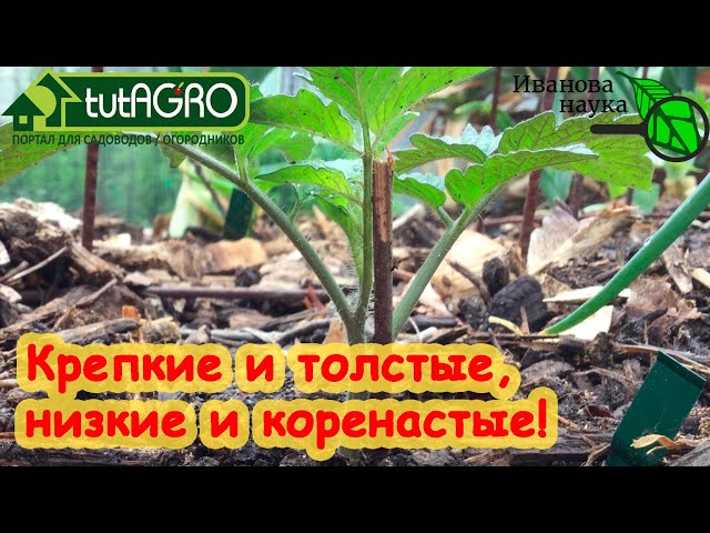 Чем поливать для крепкой рассады? Все очень просто - этим природным средством!