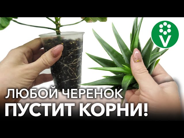 Природные стимуляторы корнеобразования