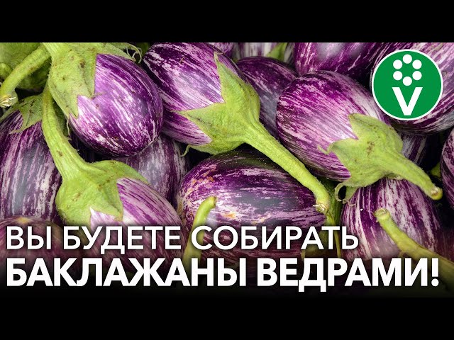 Выращиваем рассаду баклажанов из семян: сроки посева, подготовка грунта, обработка семян и другие нюансы