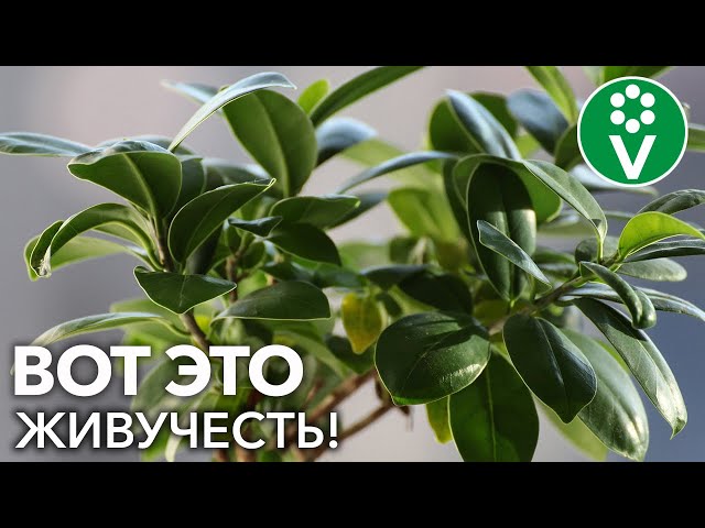 Топ-6 неубиваемых комнатных растений