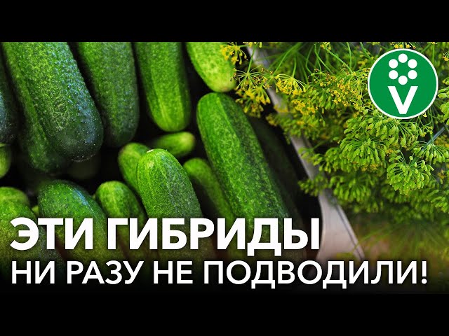 Самые вкусные и урожайные сорта огурцов