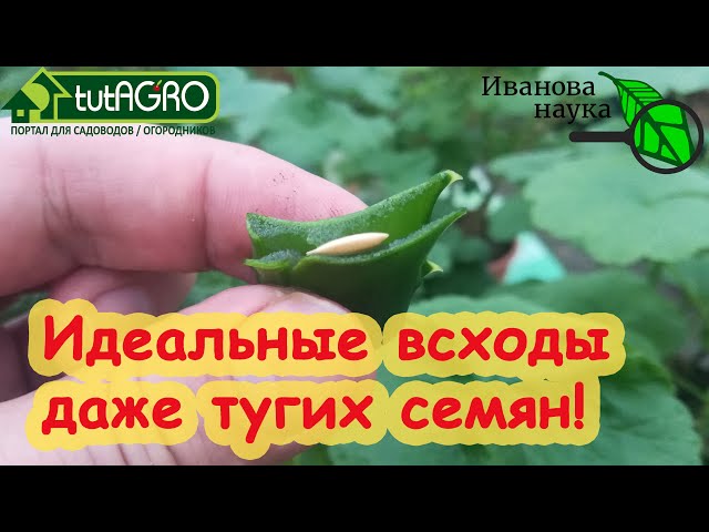 Легкие способы ускорить прорастание семян