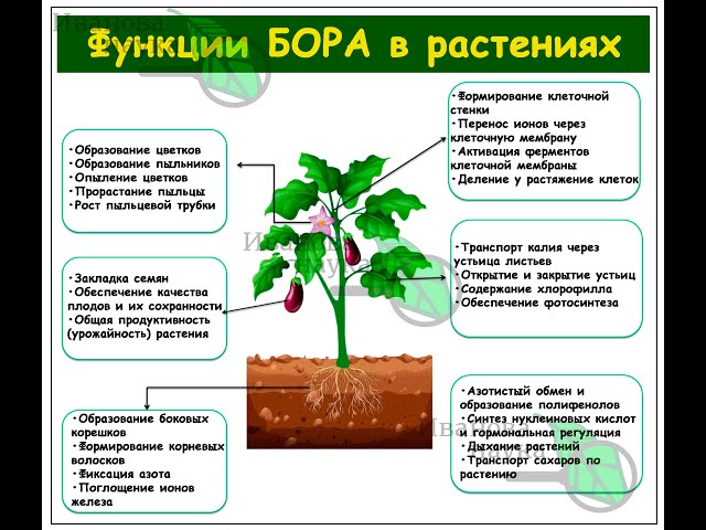 Борная кислота как удобрение для растений