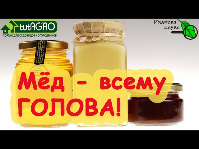 Мёд - природный антибиотик и вот почему!