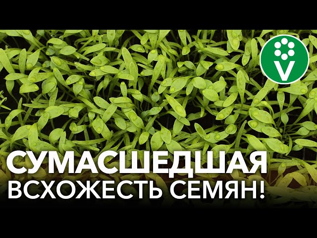 Стратификация семян в домашних условиях