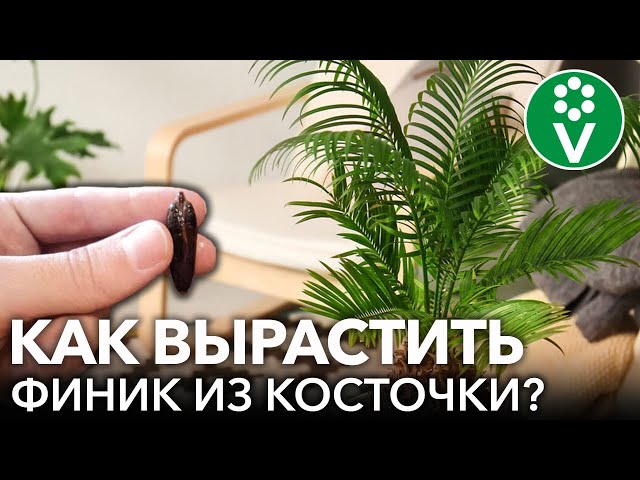 Как вырастить финиковую пальму из косточки