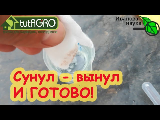 4 способа быстрой и дешевой подготовки семян к посеву