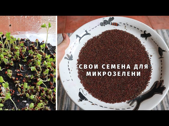 Капуста брокколи семена микрозелени