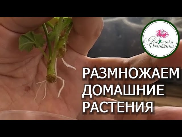 Время размножать домашние растения