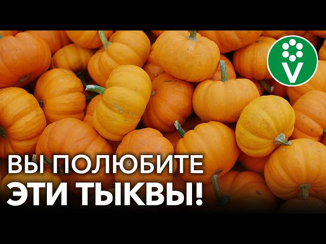 Лучший сорт тыквы