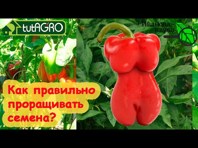 Как правильно проращивать семена?